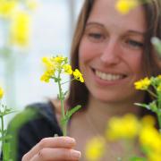 Dr Rachel Wells, senior scientist at the John Innes Centre, is leading a project to develop oilseed rape varieties which are resistant to cabbage stem flea beetle pests