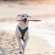 A beach walk is a great way of blowing away the cobwebs