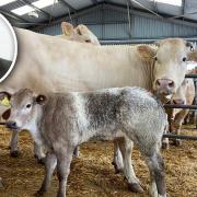 This cow and calf won the new Paul Davis Memorial Trophy, in memory of Norwich Livestock Market director Paul Davis (inset)