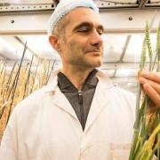 Crop scientist Dr Brande Wulff with wheat plants at the John Innes Centre in Norwich