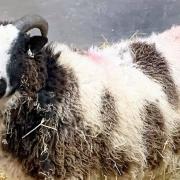 One of the new Jacob sheep at Wroxham Barns.