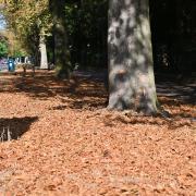 The severe dry weather has caused many trees to go into false autumn