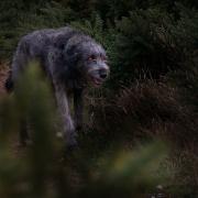 A member of the Weird Norfolk Facebook group reported seeing the Faines of Hethersett. Picture: Archant Library/Sam Robbins