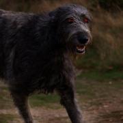 Are the Hethersett Faines a distant relation of Black Shuck? Picture: Archant Library/Sam Robbins