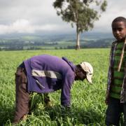 An Uncertain Future by Matt Heaton, John Innes Centre