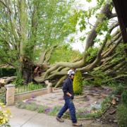 A huge 30m elm tree on Park Drive in Worlingham which has severely damaged two properties and caused minor damage to another. The base of the tree.  Picture: James Bass