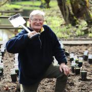 Fairhaven Woodland and Water Garden's 40th anniversary year. The restoration of the West Garden.The first phase of the project is the restoration of a candelabra primula bed, which has been eroded over a number of years by the high tides that find their