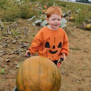 The Ha Ha Farm pumpkin patch will also boast a range of activities.