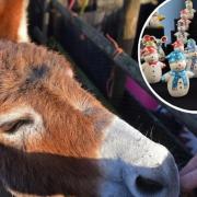 The Festive Fair in Norwich will include stalls, live music and donkeys.