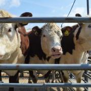 The future of Norwich Livestock Market will be discussed by the city council on October 15