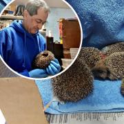 John Claxton has announced that TSA Hedgehog Rescue will close at the end of the month