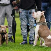 Norfolk Constabulary had to kennel 17 seized XL bully dogs