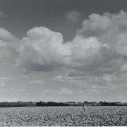 A lone figure along the rows  starkly sums up the lost army of workers  drifting across the Norfolk farming  headlands