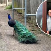 Eaton is being plagued by a roving gang of troublesome peacocks, according to locals