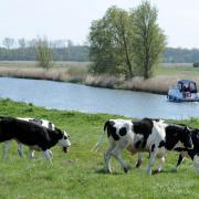 Cattle by St Benet's Abbey