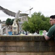 A cautionary warning about seagulls during the summer has been released by the British Pest Control Association (BPCA)