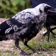 An ash-coloured carrion crow was spotted with a cigarette butt in its mouth