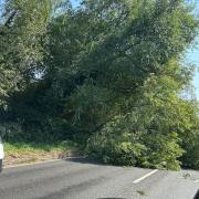 A fallen tree was blocking the A140 at Newton Flotman