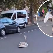 John Coles helped rescue a swan stuck in Aylsham Road in Norwich