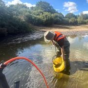 Mousehold's Vinegar Pond was drained after an invasive fish species nearly wiped out the local ecology