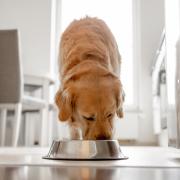 Dogs were found to have lower rates of illness on a vegan diet, according to the study