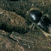 The eight-toothed spruce bark beetle