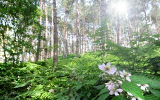 Pretty Corner Wood near Sheringham.  PHOTO: ANTONY KELLY