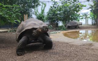 Easton College has teamed up with the Norfolk Tortoise Club to host a rare and special talk from Jerry Fife of Phoenix, Arizona