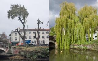 The willow trees in Quayside have had a trim