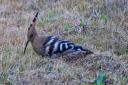 There have been several sightings of rare hoopoe birds in Norfolk