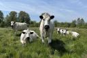 Norfolk Wildlife Trust's award-winning herd of British White cattle grazing at Sweet Briar Marshes