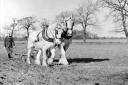 Old-fashioned horsepower once dominated the Norfolk ploughing scene. Photo – Keith Skipper Collection