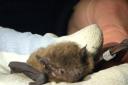 A new hi-tech receiver in Norfolk is helping a study tracking bat migration paths in Europe.