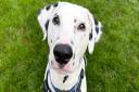 Pongo the Dalmatian is available for adoption