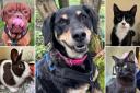 Could you give any of these Sussex RSPCA pets a home?