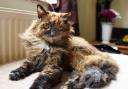 Rosie, believed to be the oldest cat in the UK, died at her home near Eaton Park in July aged 33