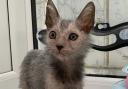 Lily the Lykoi is the newest arrival at the Cat House in Norwich