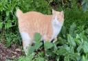 Students found out Sylvester was seriously ill after he hadn't been spotted on campus for a few days