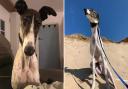 Bennu the greyhound is looking for a new home