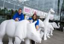 Businesses urged to sponsor last sculptures in GoGoSafari