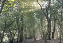 The ancient woodland of Buckenham Woods