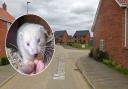 An albino ferret has been found lost and hungry in Poringland