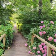 Fairhaven Woodland and Water Garden in South Walsham.

 Picture: James Bass