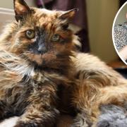 Rosie the Peckover Road cat has celebrated her 32nd birthday