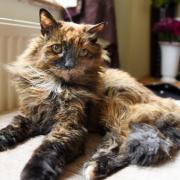 Rosie, believed to be the oldest cat in the UK, died at her home near Eaton Park in July aged 33