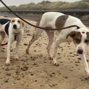 Rescue dogs Shyla and Paddy are hoping for a Christmas miracle