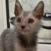 Lily the Lykoi is the newest arrival at the Cat House in Norwich