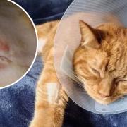 Pumpkin the cat accidentally swallowed a 5p coin