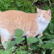 Students found out Sylvester was seriously ill after he hadn't been spotted on campus for a few days