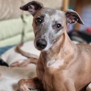 Neeko the whippet is in need of life saving treatment